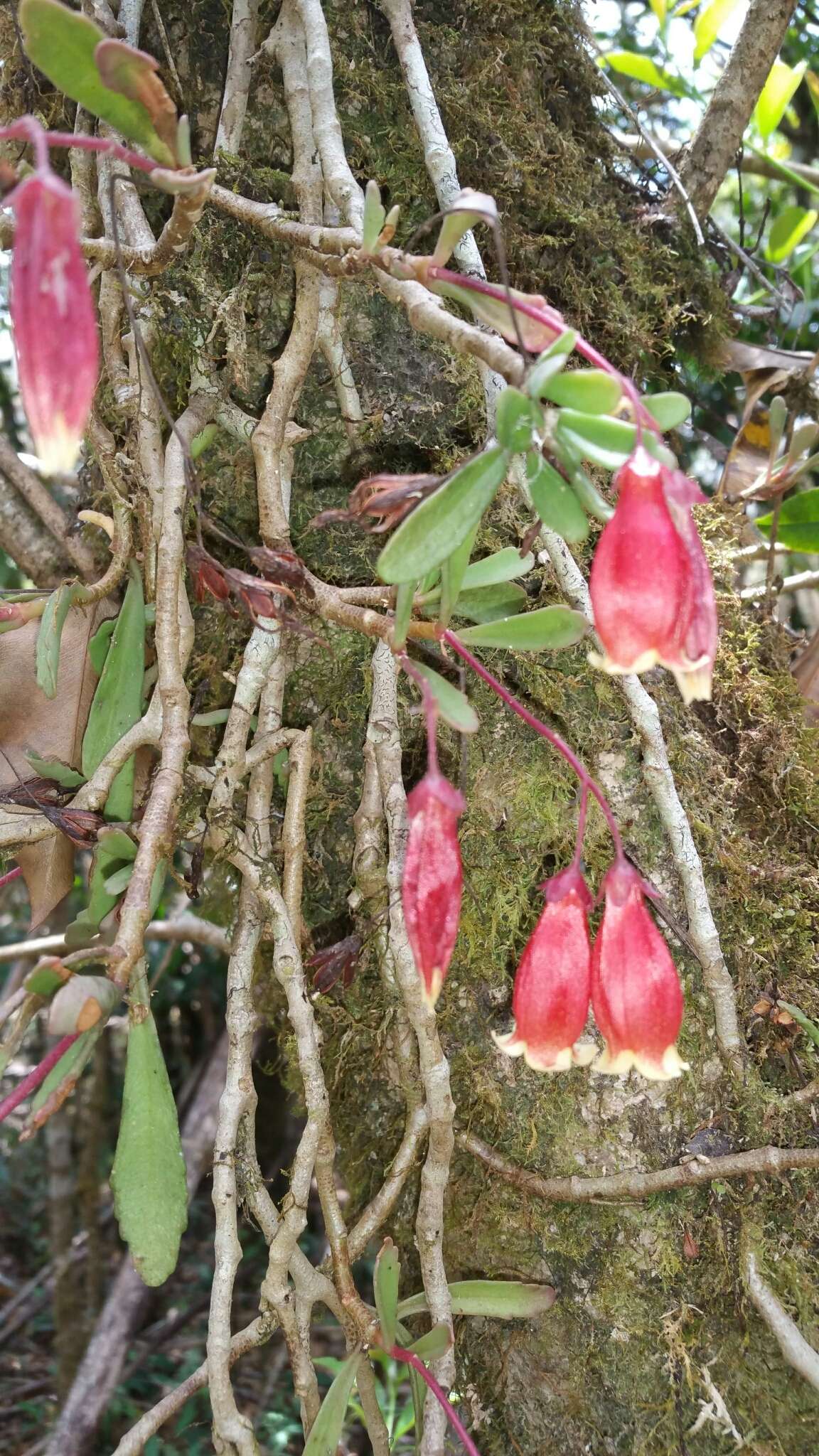 Image of Kalanchoe gracilipes (Bak.) Baill.