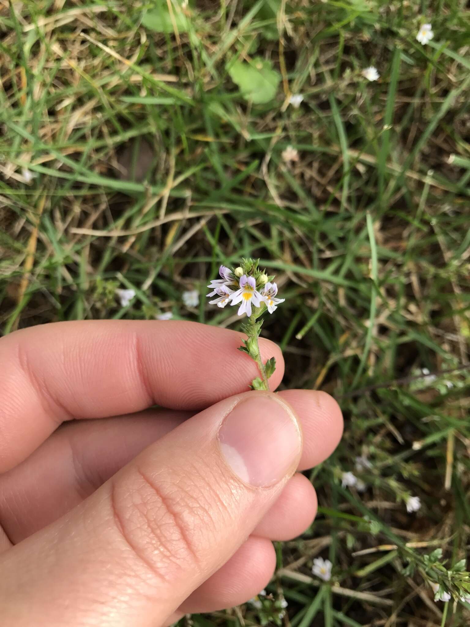 Слика од Euphrasia stricta D. Wolff ex J. F. Lehm.