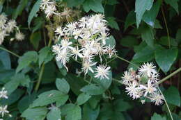 Image of Clematis grata Wall.