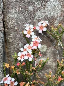 Image of Baeckea brevifolia (Rudge) DC.