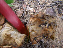 Imagem de Haemanthus sanguineus Jacq.