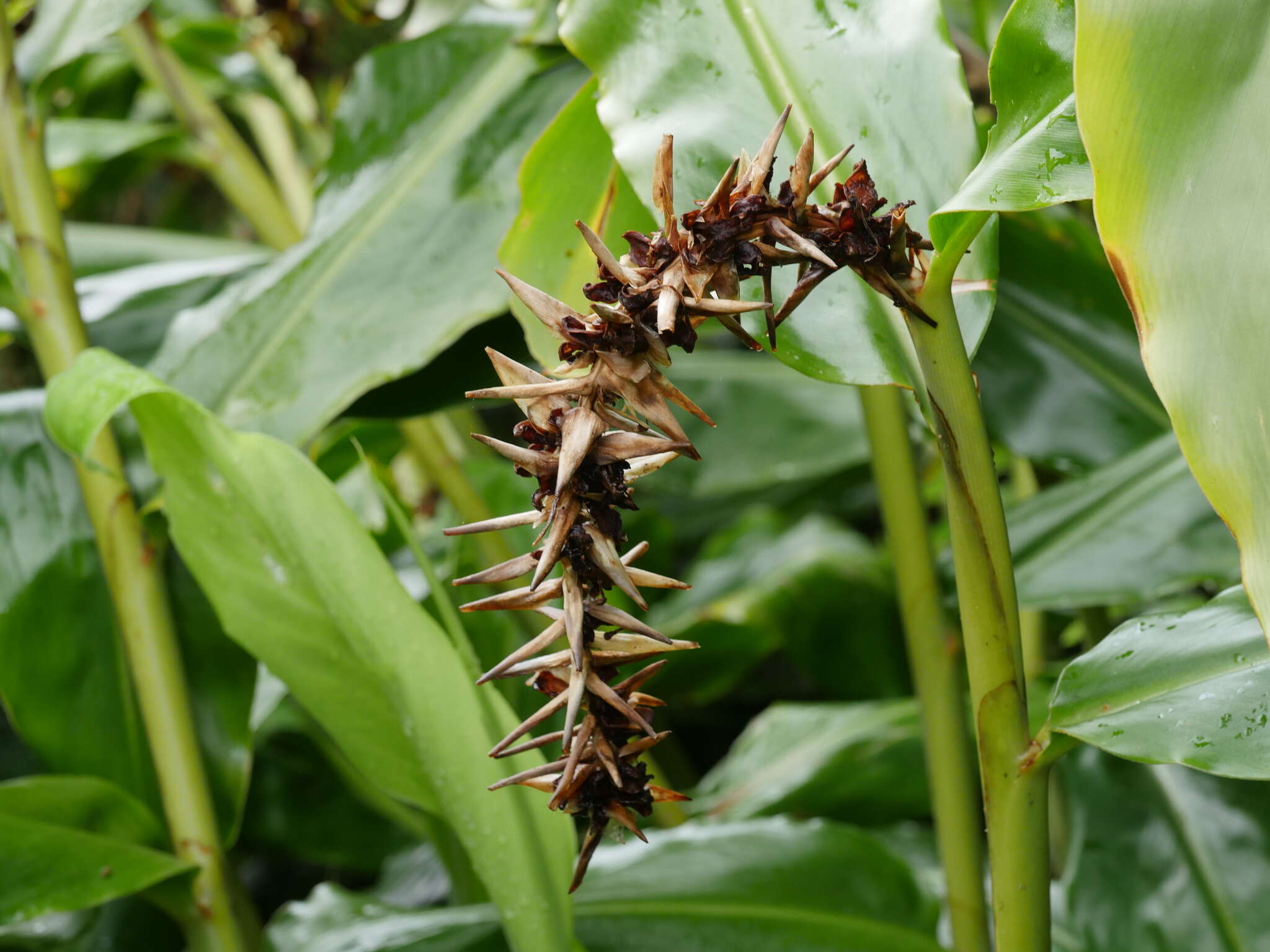 Слика од Hedychium gardnerianum Sheppard ex Ker Gawl.