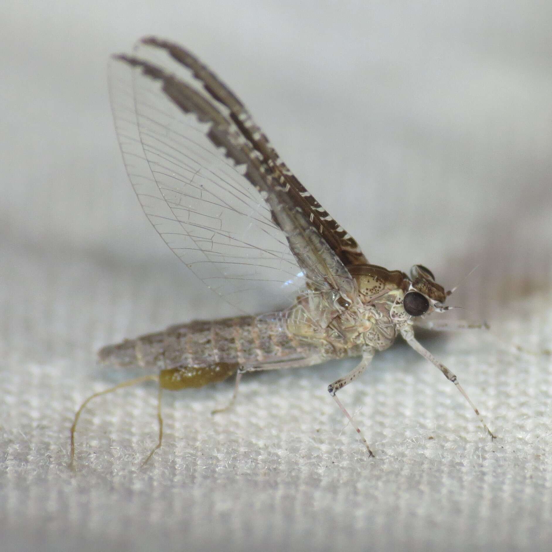 Image of Callibaetis californicus Banks 1900