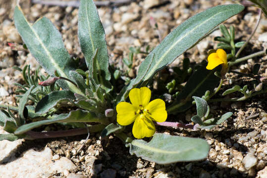 Image of paleyellow suncup