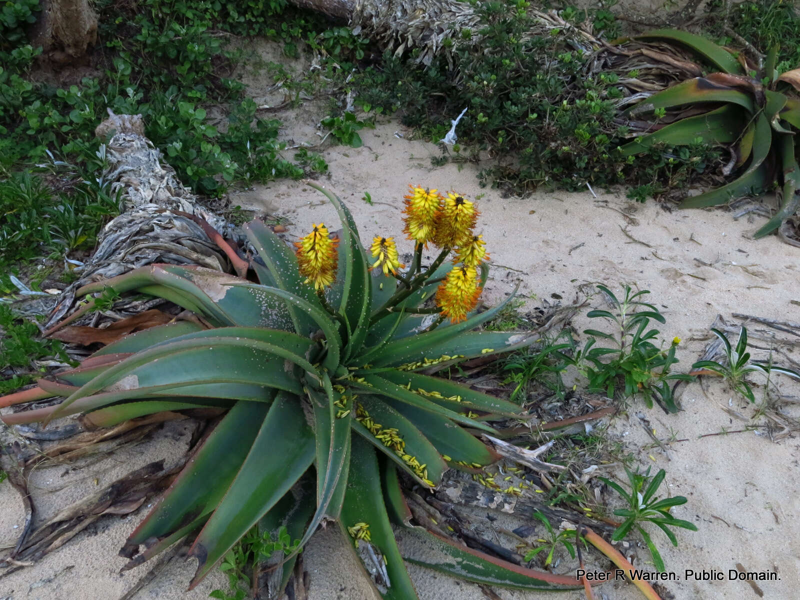 Plancia ëd Aloe thraskii Baker