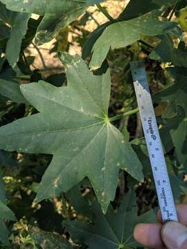 Слика од Malva occidentalis (S. Wats.) M. F. Ray