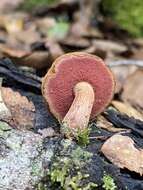 Image of Chalciporus aurantiacus (McNabb) Pegler & T. W. K. Young 1981