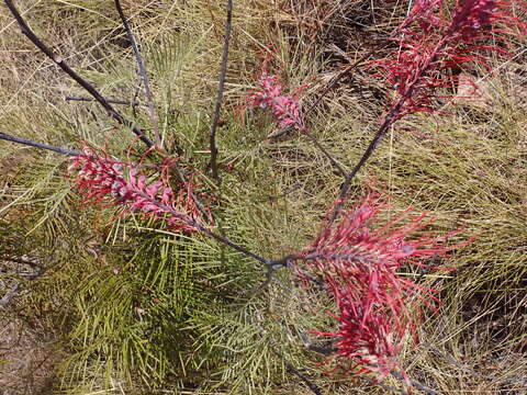 Image of Grevillea dryandri R. Br.