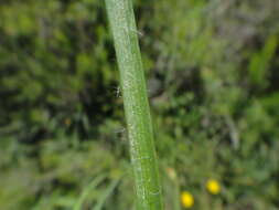 Image of Scorzonera villosa subsp. villosa