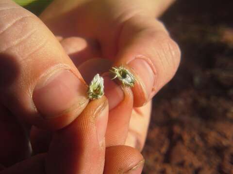 Image of Helichrysum wilmsii Moeser