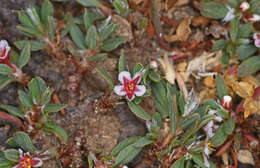 Image of Polygonum idaeum Hayek