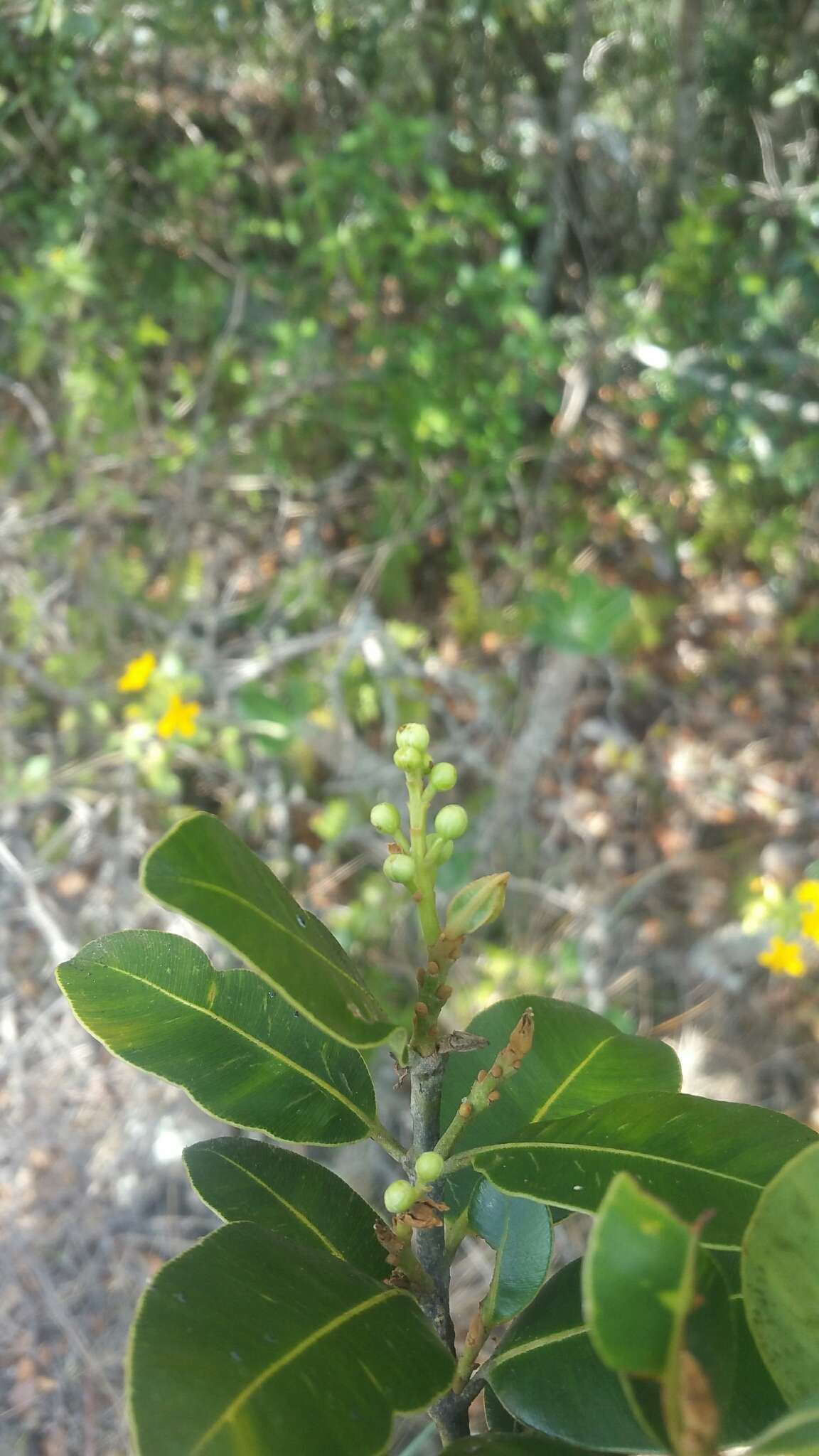 Image of Calophyllum milvum P. F. Stevens