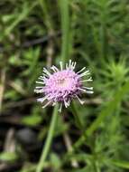 Image of Pink Bogbutton