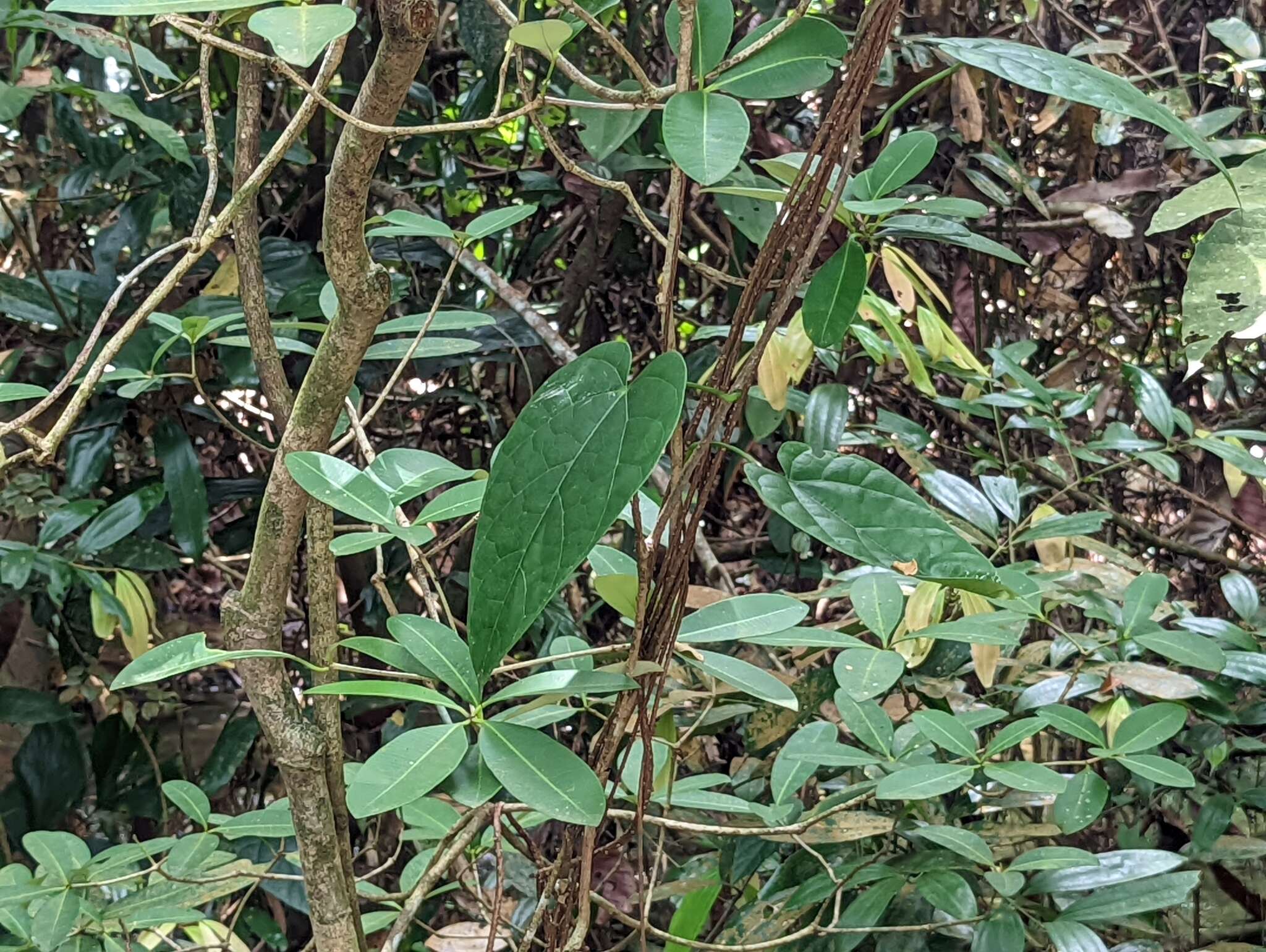 Image of Tinospora macrocarpa Diels