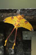 Image of comet moth