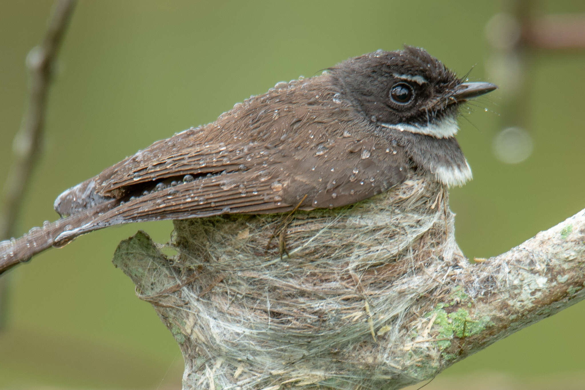 Image of Malaysian Pied Fantail