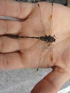 Image of Taper-tailed Darner