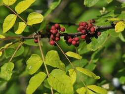 Image of common pricklyash