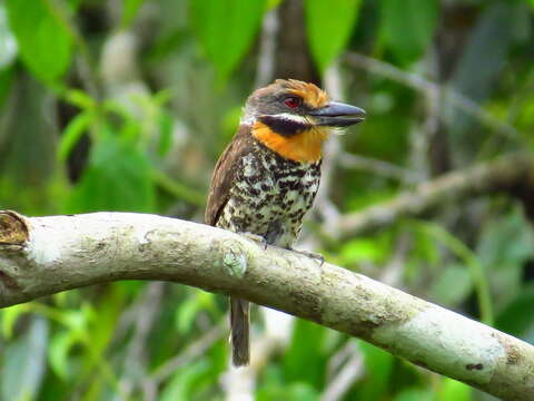 Image of Spotted Puffbird