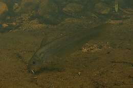 Image of Hyrtl%27s Catfish