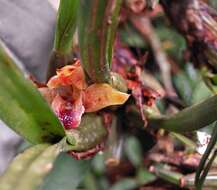 Image of Maxillaria subulata Lindl.