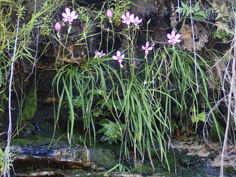 Image de Geissorhiza outeniquensis Goldblatt