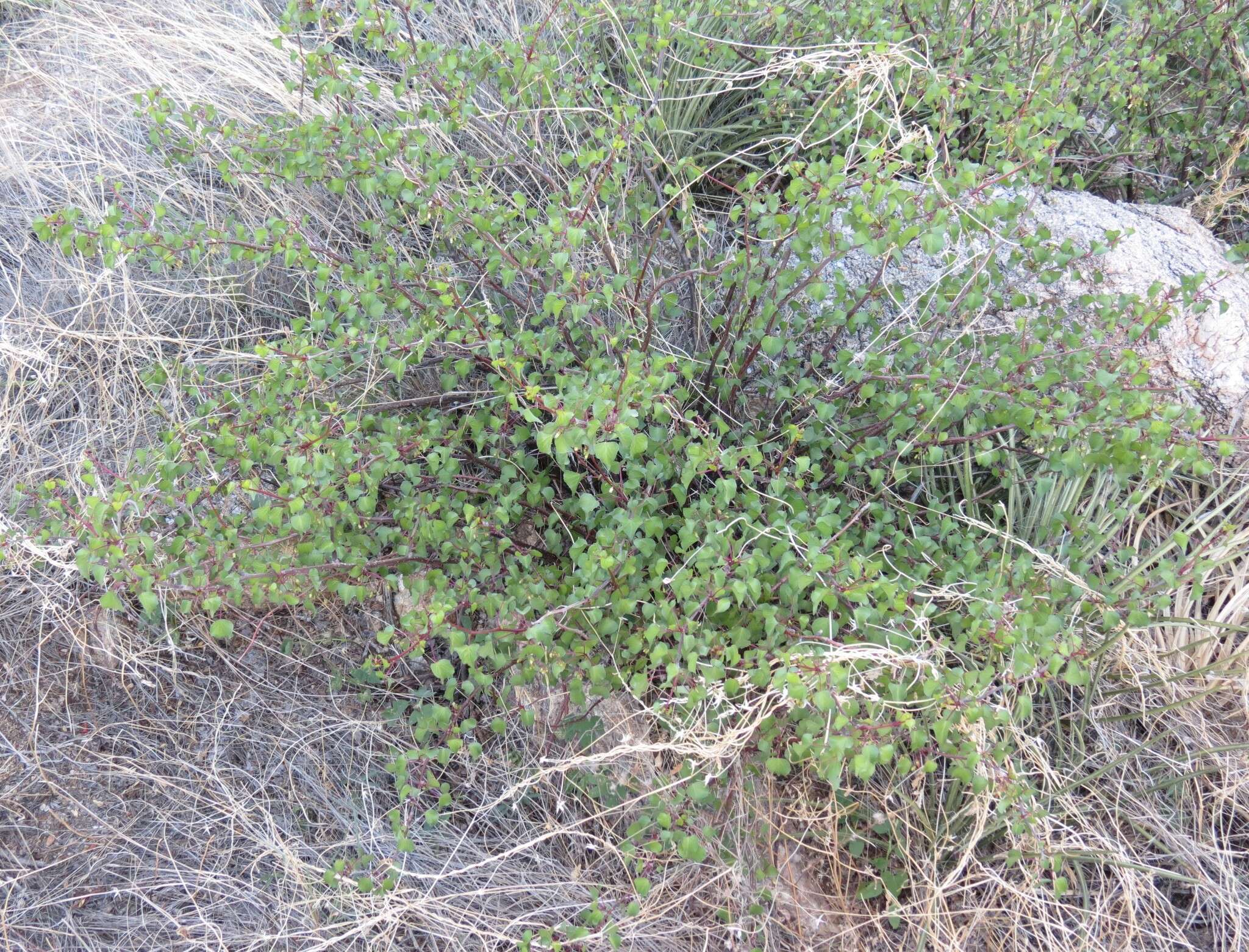 Imagem de Jatropha cardiophylla (Torr.) Müll. Arg.