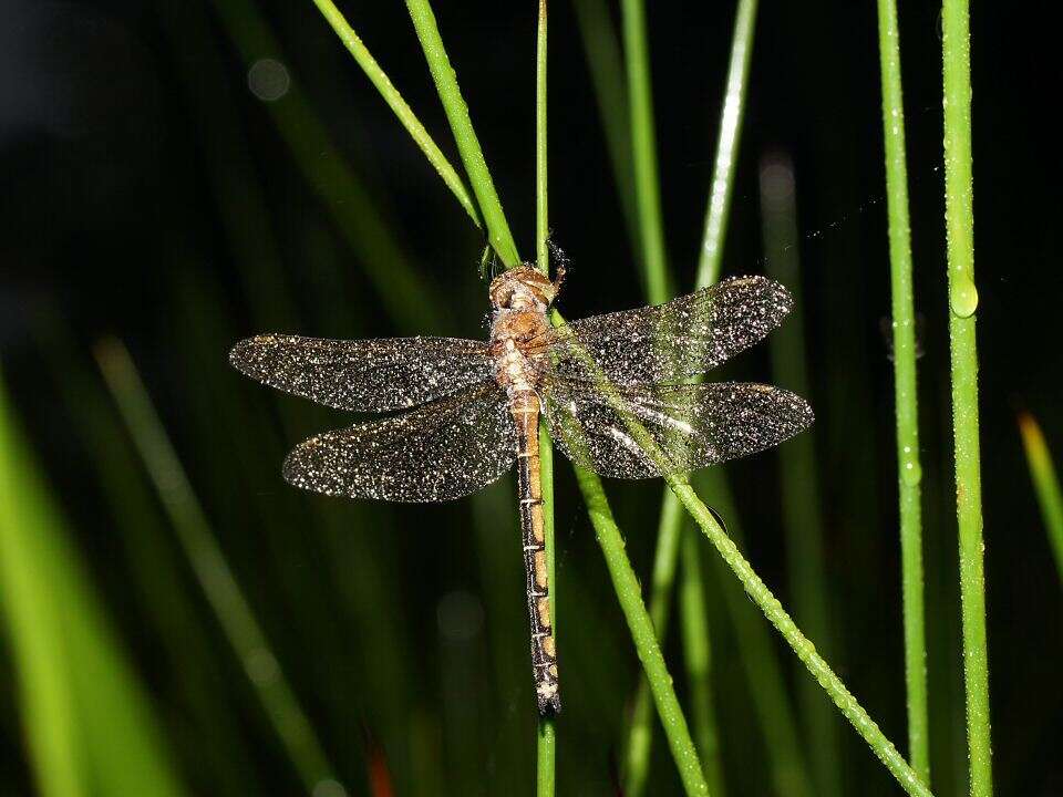 Image of Eastern Swamp Emerald