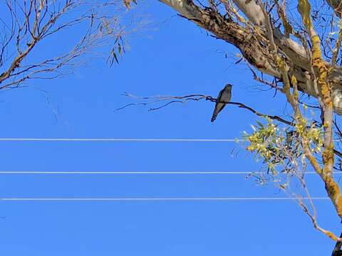 Image of Pallid Cuckoo