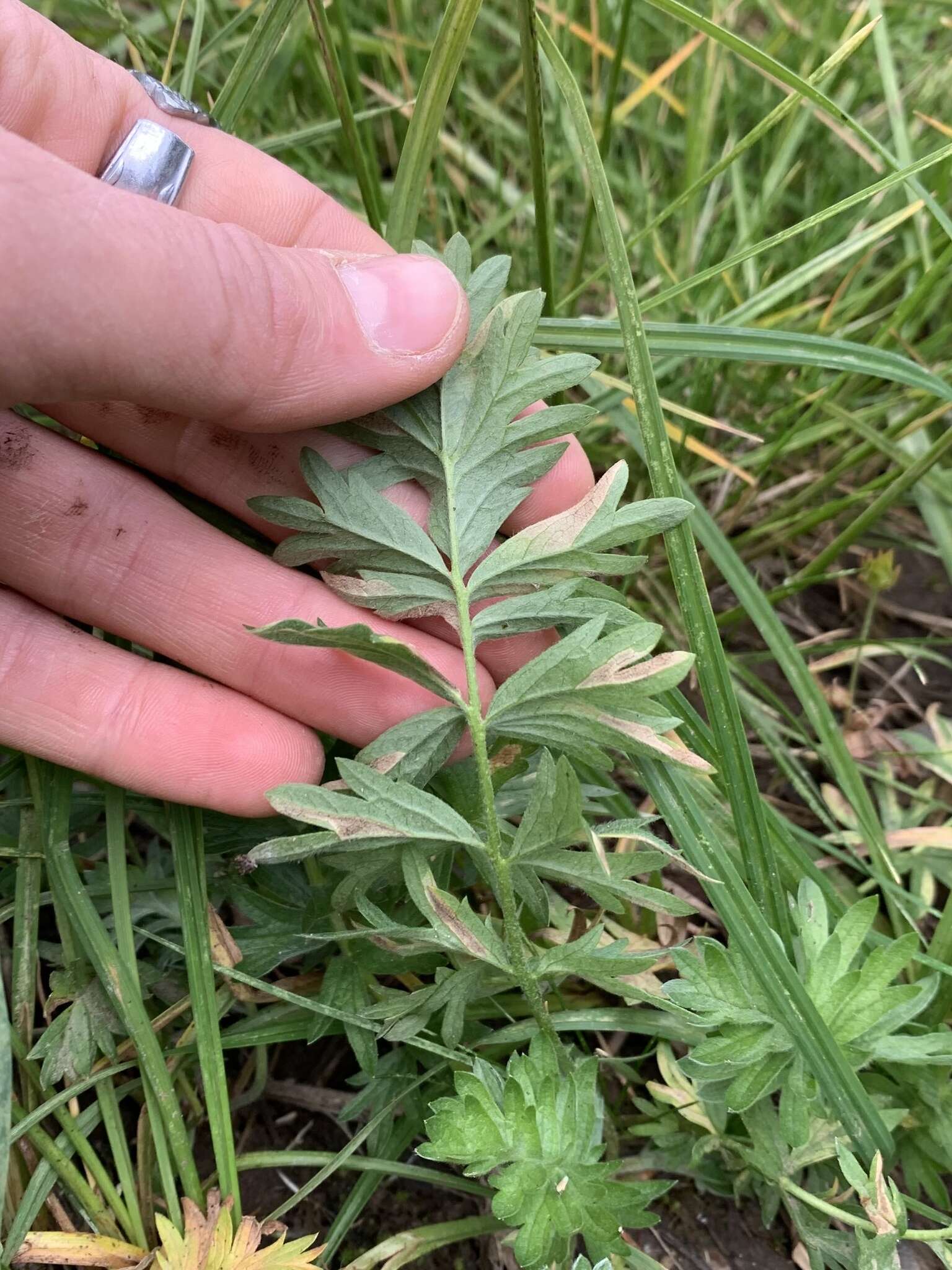 Image of Klamath cinquefoil