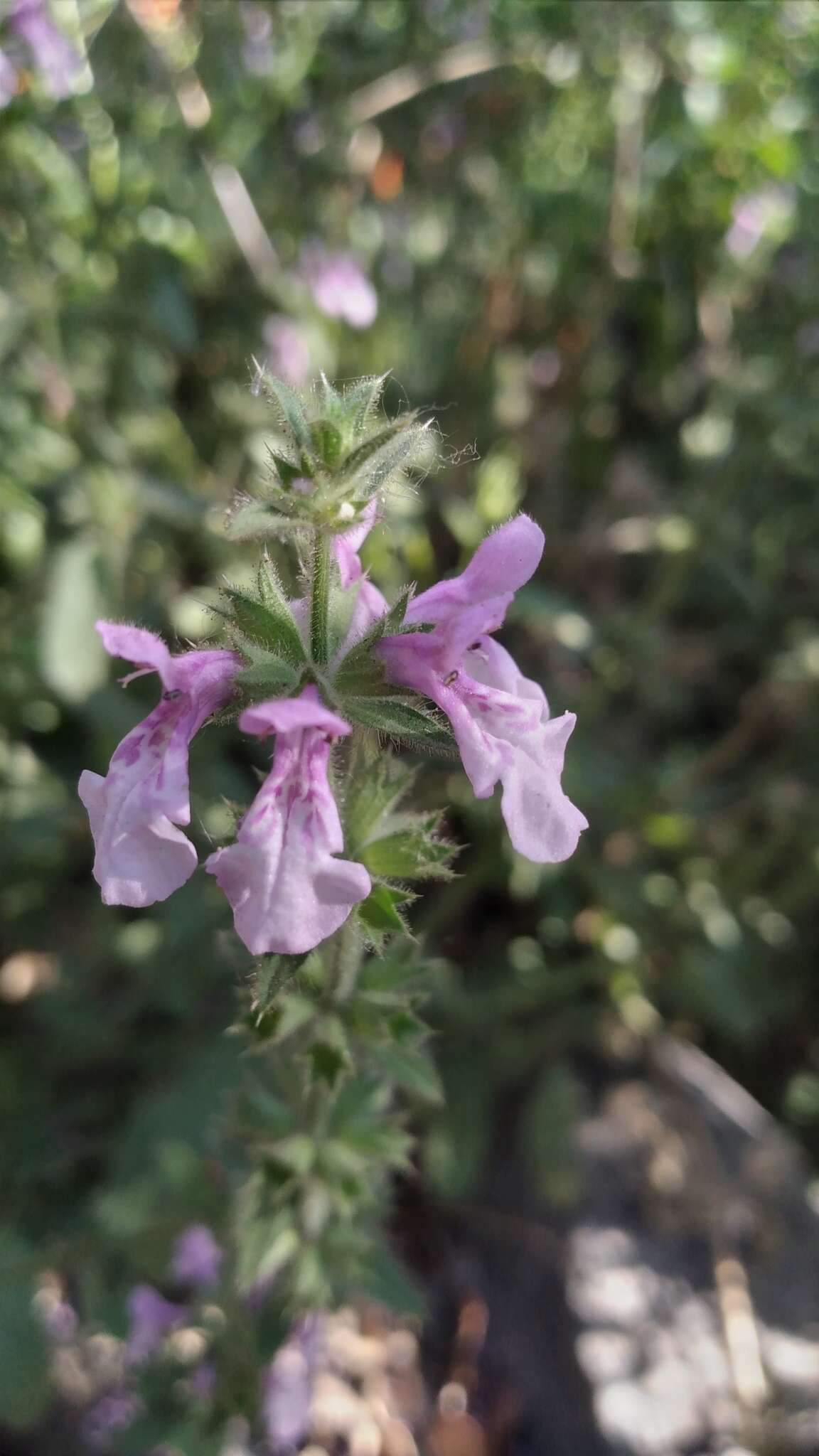 Imagem de Stachys grandidentata Lindl.