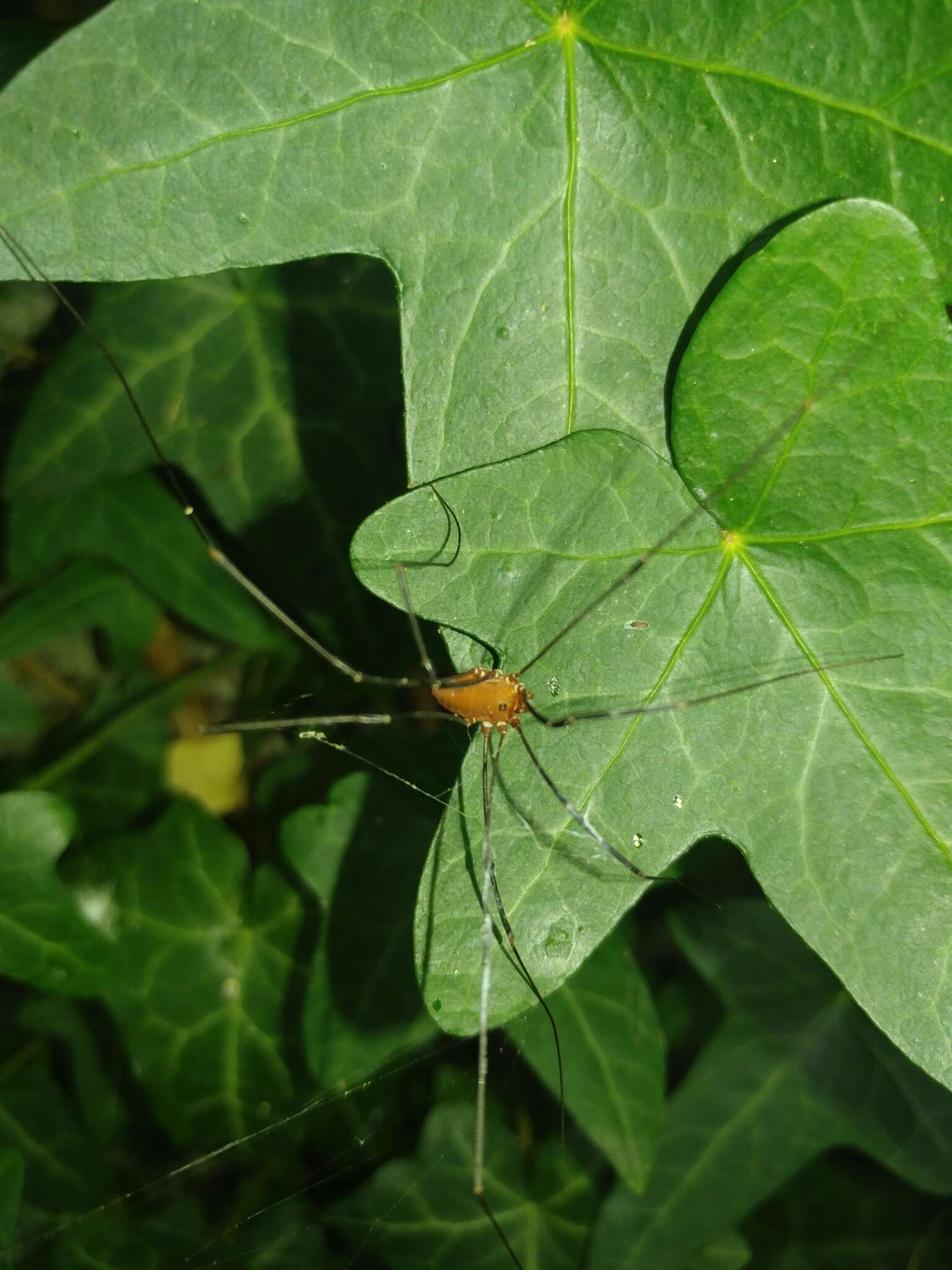 Image of Leiobunum euserratipalpe Ingianni, McGhee & Shultz 2011