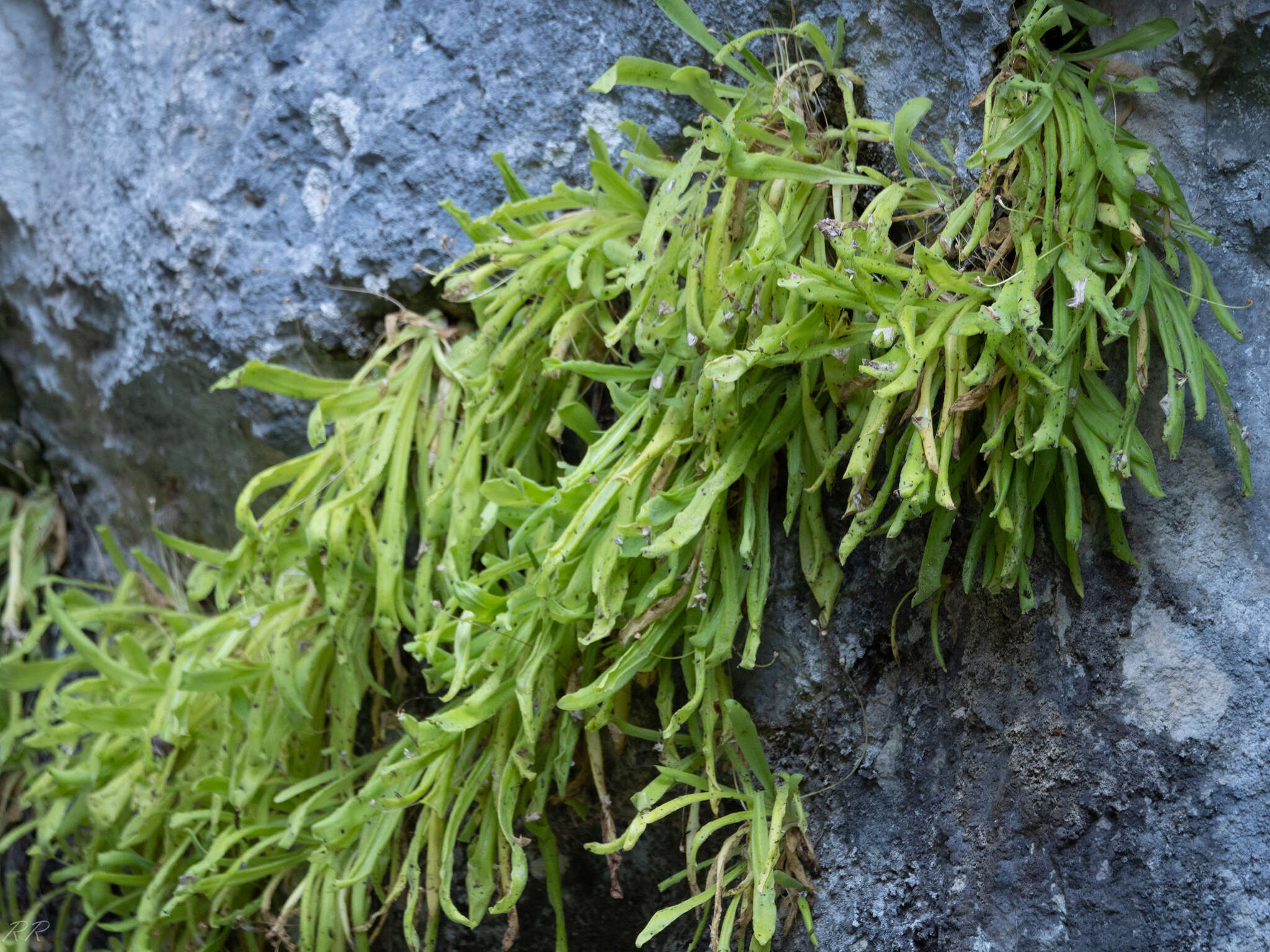 Image of Pinguicula longifolia DC.