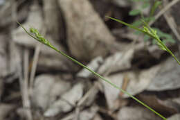 Image of Carex breviculmis var. breviculmis