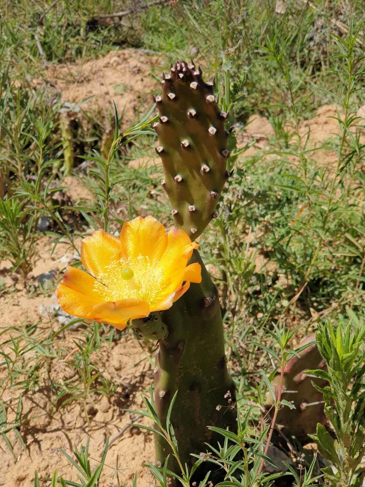 Image of <i>Opuntia bonaerensis</i>