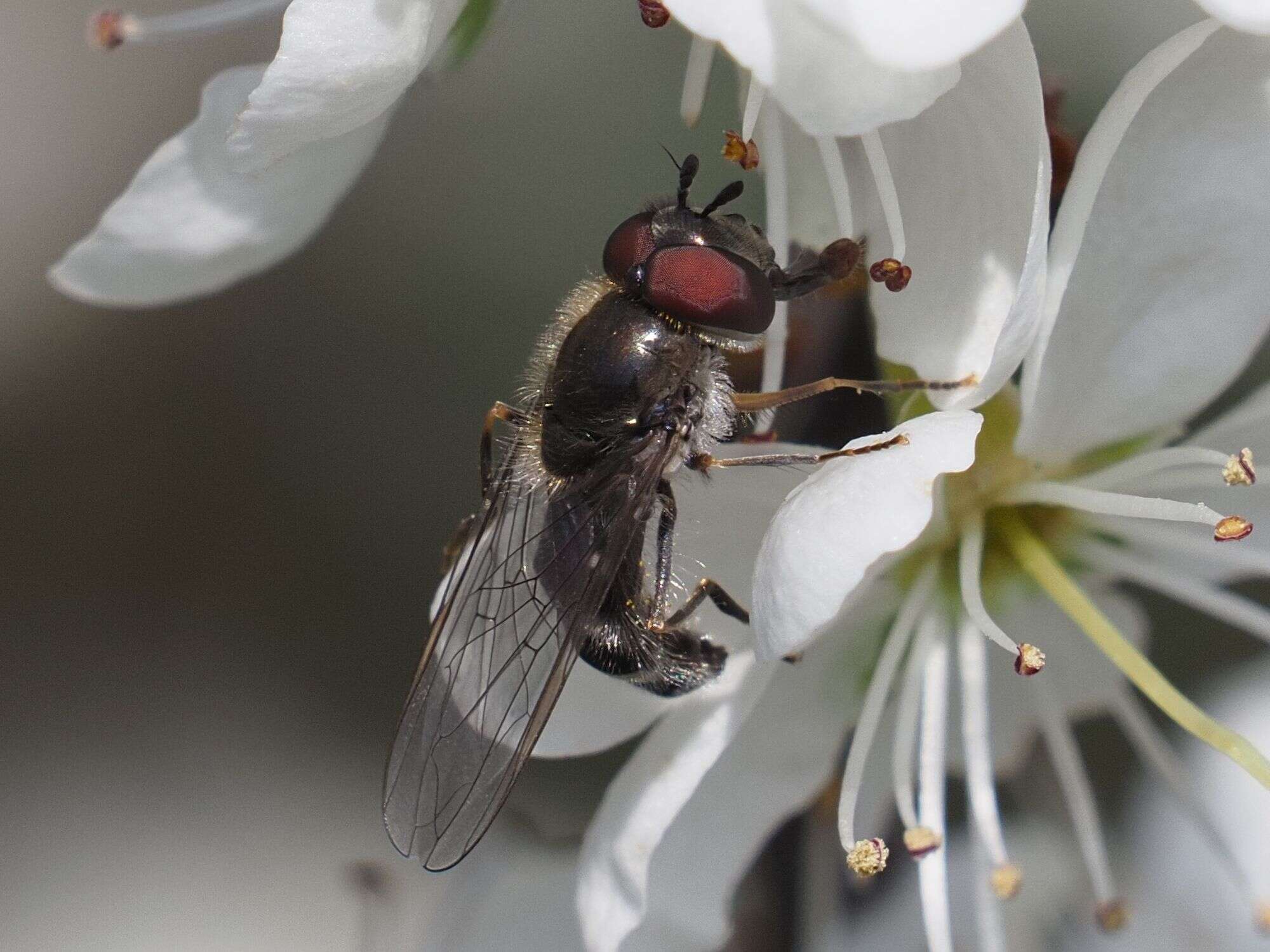 Platycheirus ambiguum (Fallén 1817) resmi