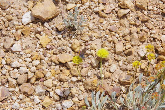 Image of whitewoolly buckwheat