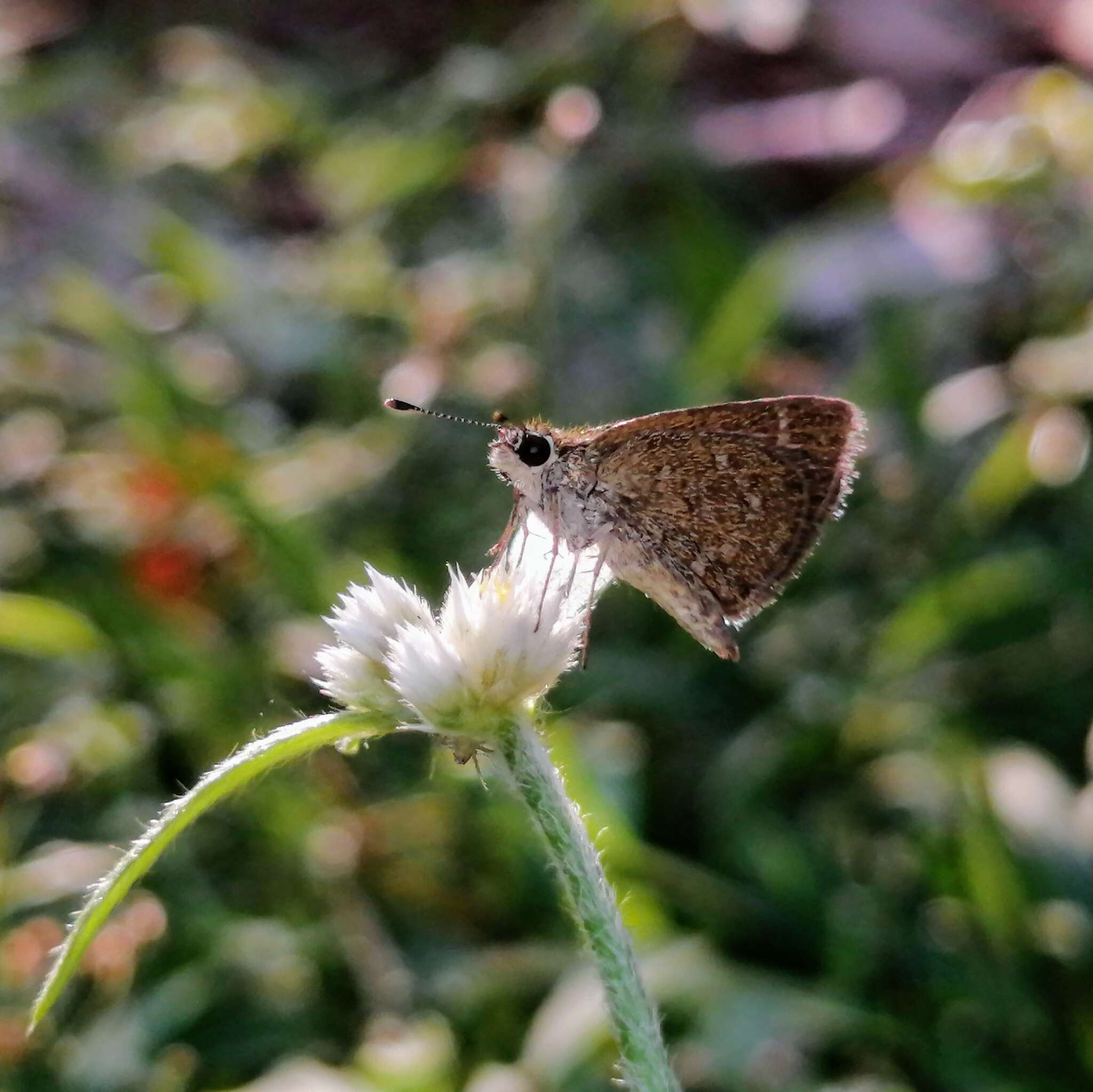 Слика од Aeromachus pygmaeus Fabricius 1775