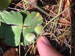 Image of Big-Foot Water-Clover