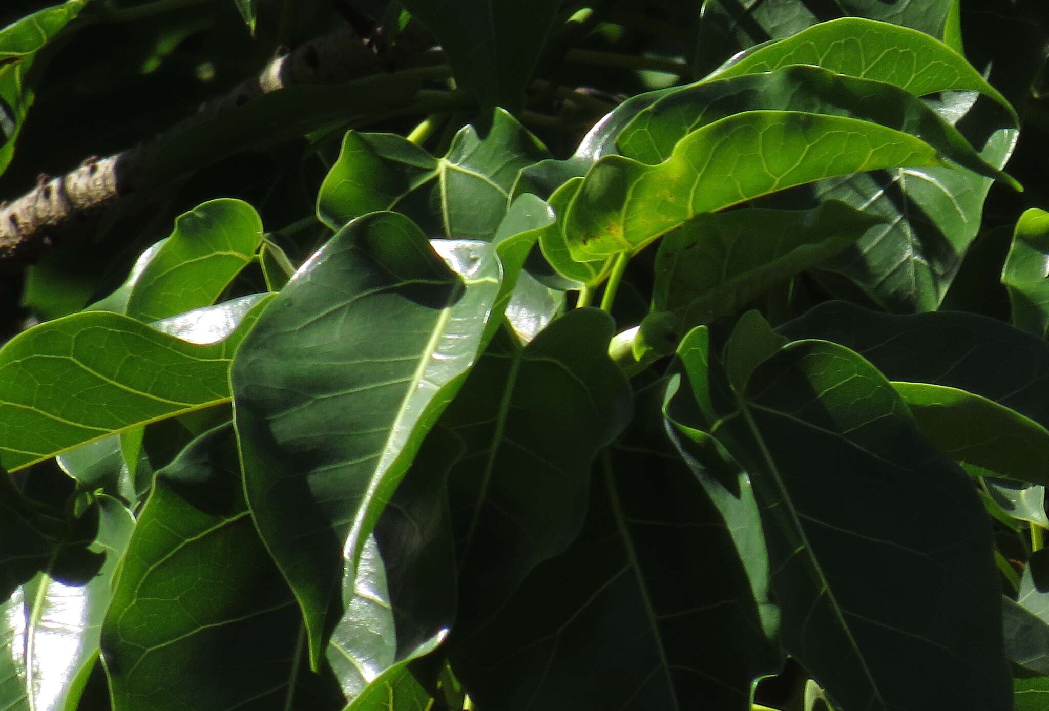 Ficus polita subsp. polita的圖片