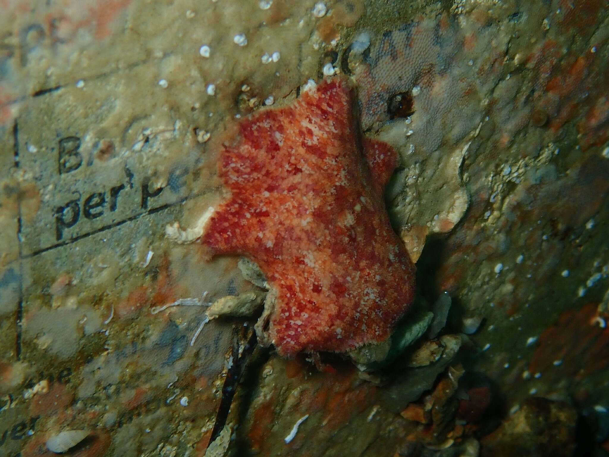 Image of Meridiastra medius (O'Loughlin, Waters & Roy 2003)