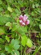 Image of Centranthus macrosiphon Boiss.