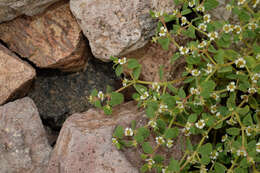 Image of Euphorbia peruviana L. C. Wheeler