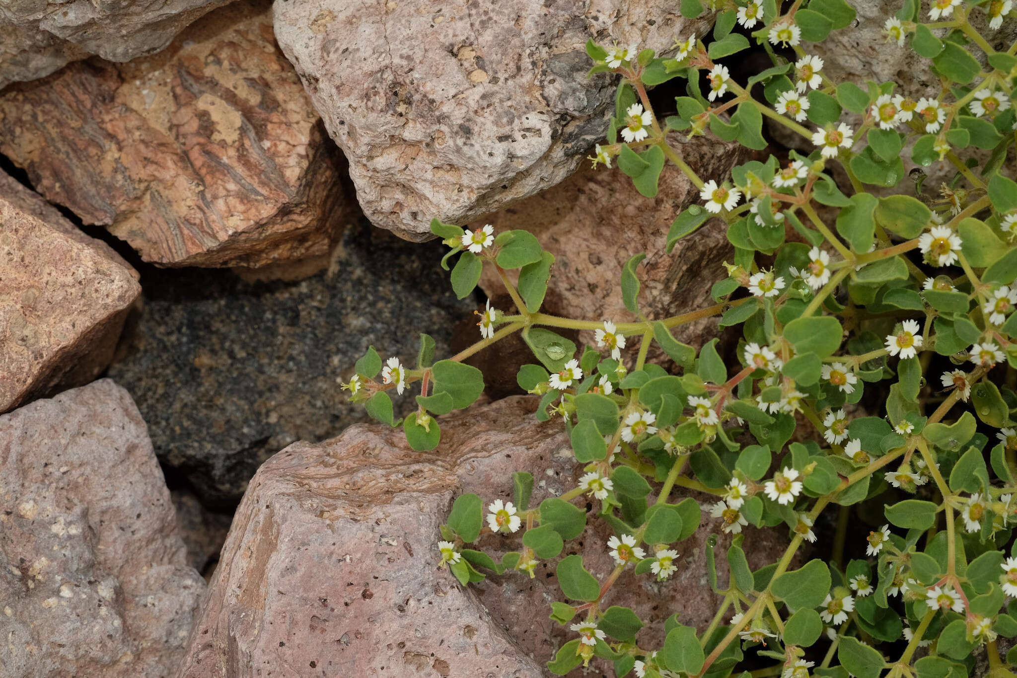 Image of Euphorbia peruviana L. C. Wheeler