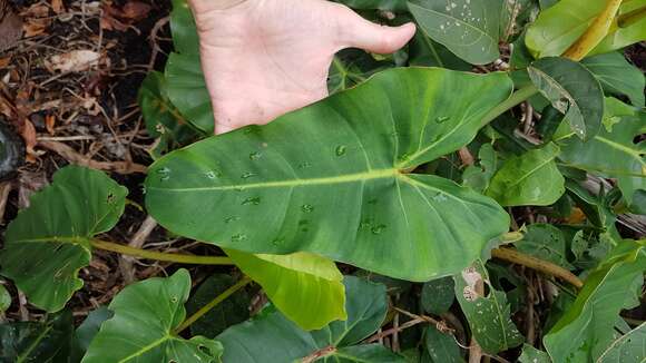 Image of Philodendron quinquenervium Miq.