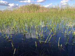 Image of Isolepis rubicunda Kunth