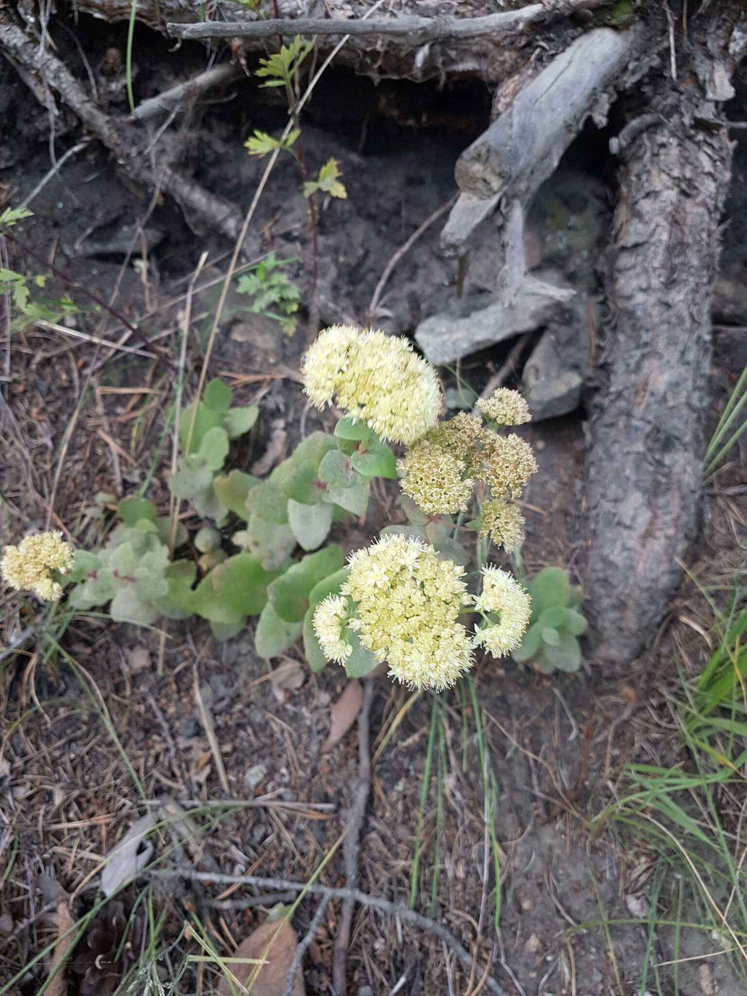 Image of Hylotelephium pallescens (Freyn) H. Ohba