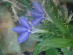 Image de Palmerella debilis subsp. serrata (A. Gray) Lammers