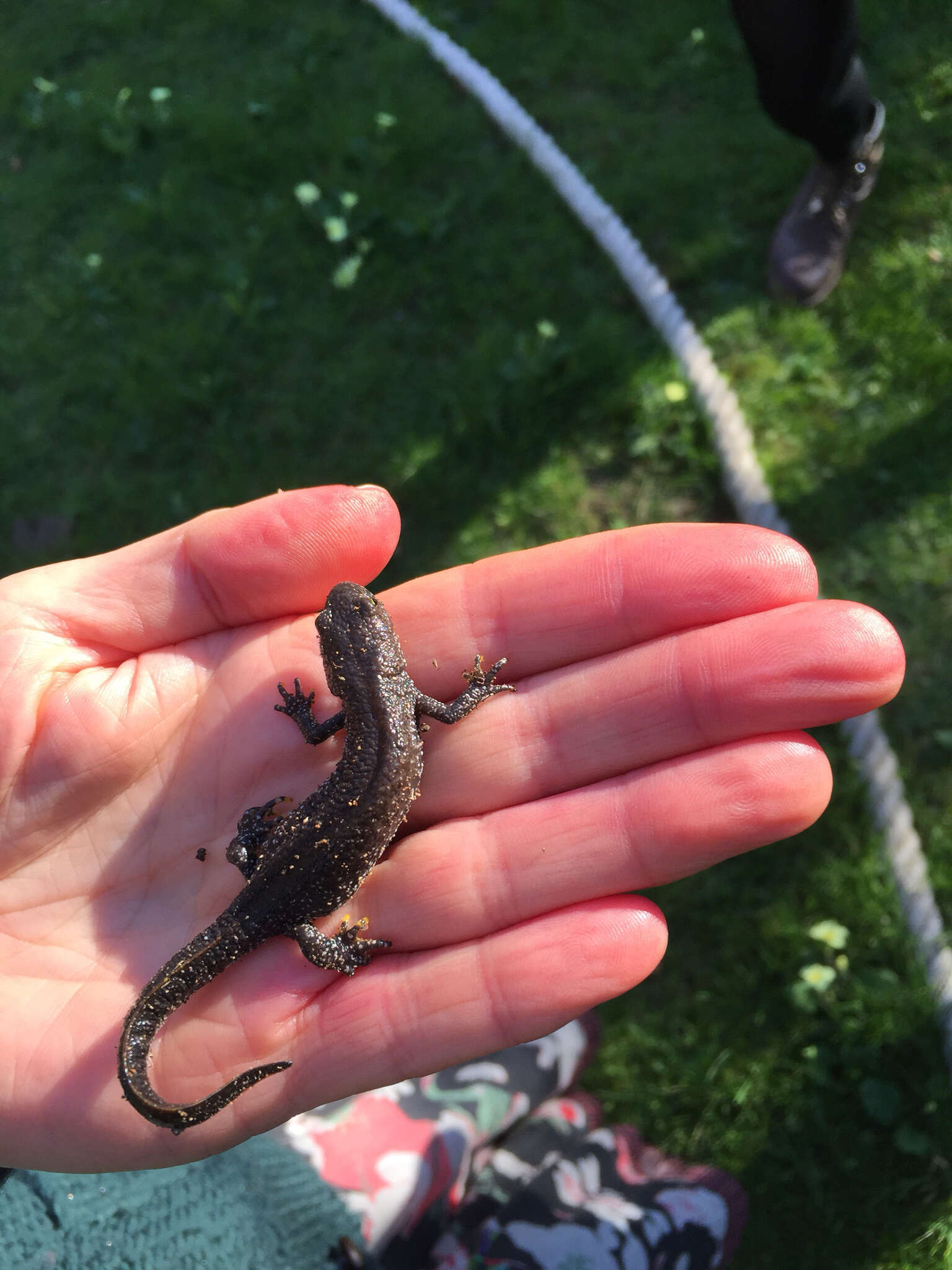 Image of Great Crested Newt