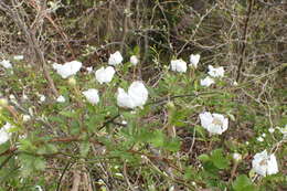 Sivun Rubus trivialis Michx. kuva